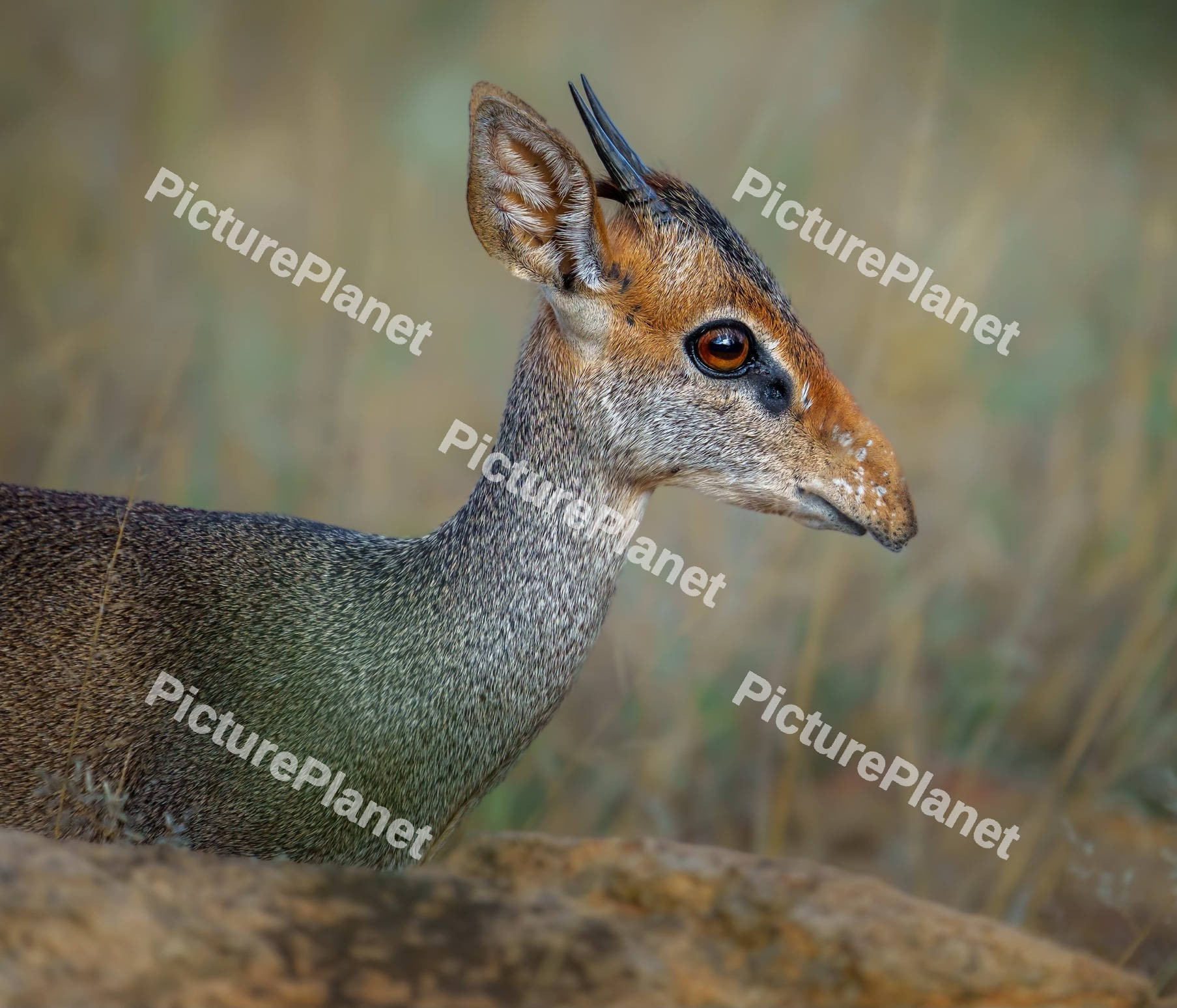 Günther's dik-dik